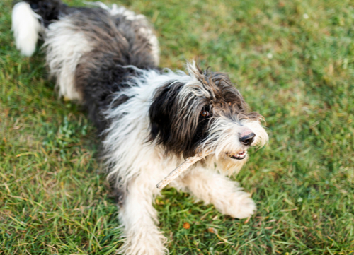 Petit Basset Griffon Vendéen chewing on a stick