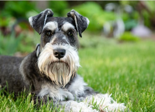 Miniature Schnauzer german dog breed