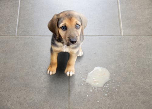 puppy vomited on floor