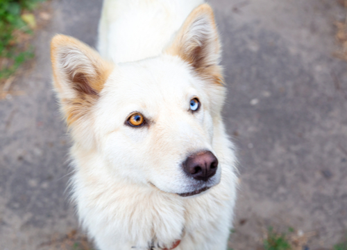 siberian husky with two color eyes