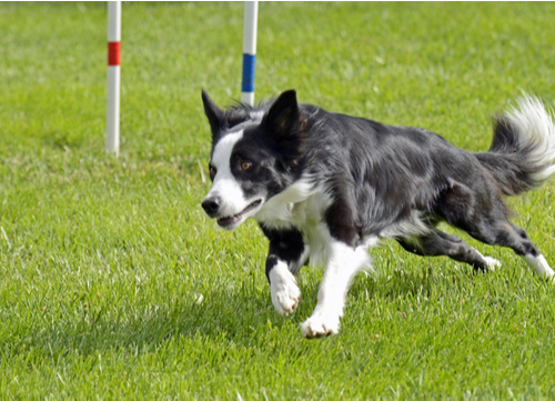 border collie doing agility training