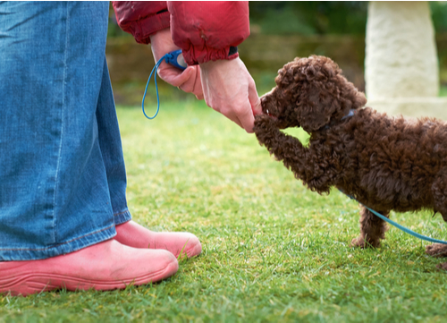 poodle being training