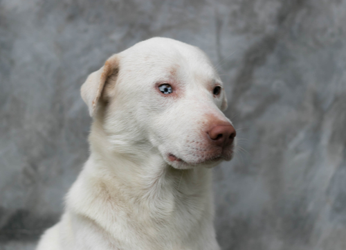 albino dog with blue eyes