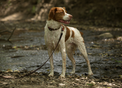 brittany dog breed standing near creek