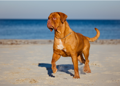 Dogues de Bordeaux standing on beach