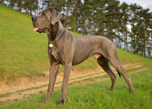 great dane german dog breed