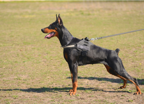 doberman pinscher on leash