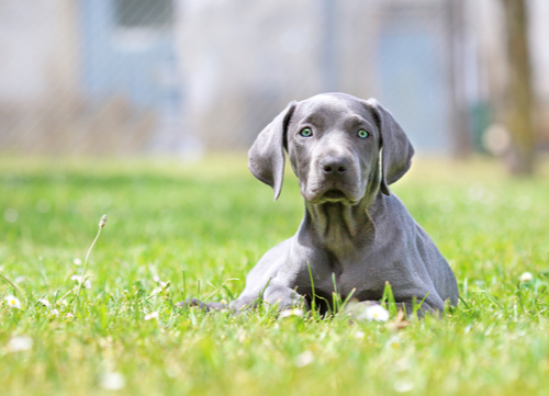 blue eyed dog Weimaraner