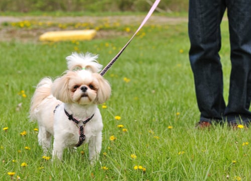 shih tzu on leash