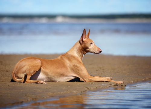 pharaoh hound egyptian dog breed