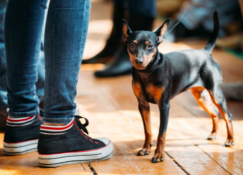 Miniature Pinscher german dog breed