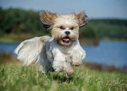 shih tzu running in the field