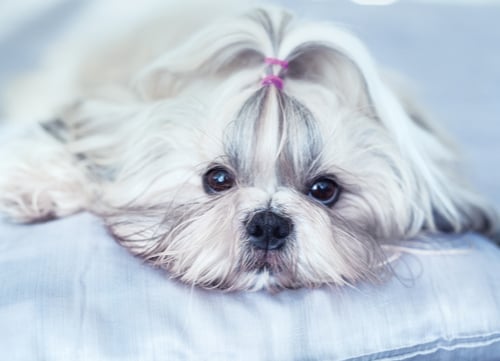 Shih Tzu looking at the camera; best toys for Shih Tzu