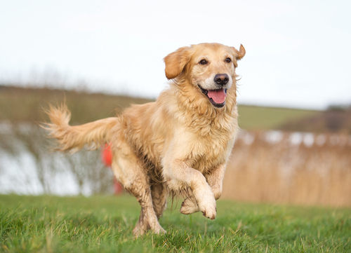 golden retriever doing field work