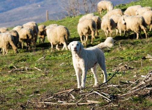 maremma sheepdog guarding sheep