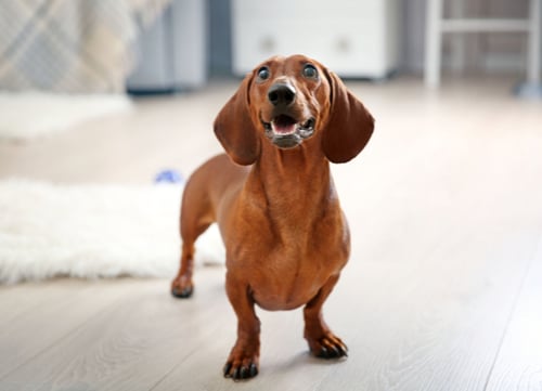 Dachshund german dog breed