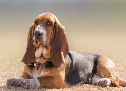 basset hound laying in field