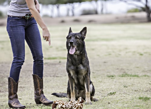 german shepherd being trained