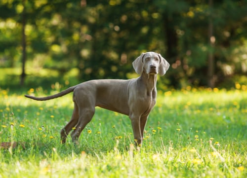 Weimaraner German Dog Breed