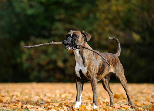 boxer dog carrying a stick