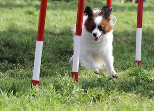 papillon doing agility training