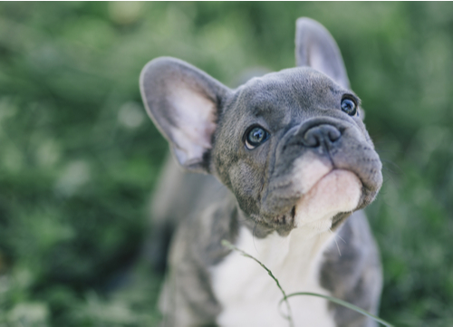 french bulldog puppy