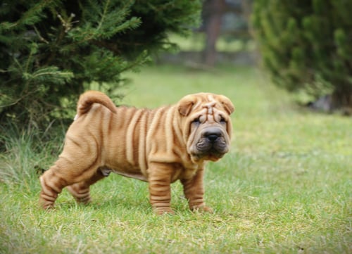 Shar-Pei exotic dog breeds