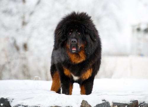 tibetan mastiff standing in snow