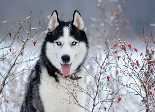 blue eyed dog siberian husky