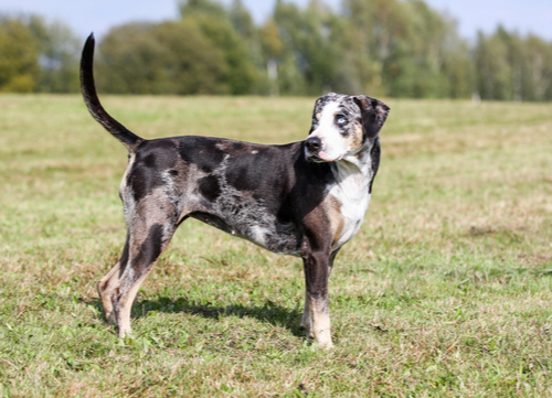 blue eye dog Catahoula Leopard Dog