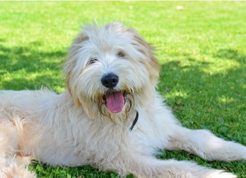 Pyrenean Shepherd french dog breed