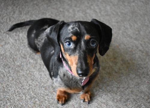 blue eyed Dachshunds