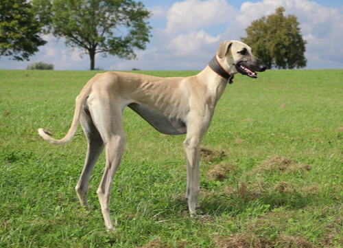 sloughi standing in grass egyptian dog breed