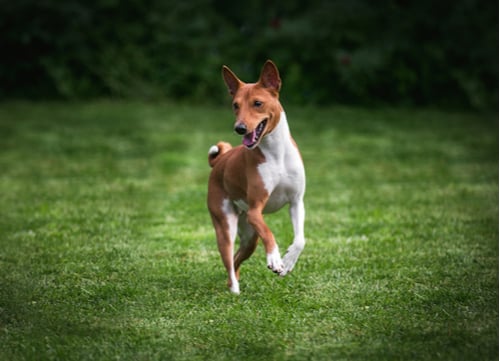 Basenji exotic dog breeds