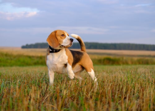 Beagle in a field