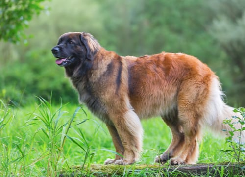 Leonberger exotic dog breed