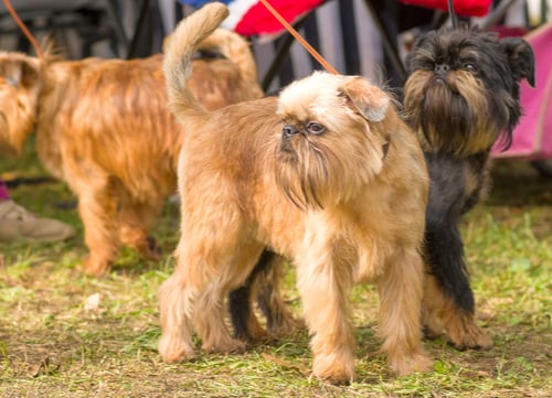 brussels griffons on leashes