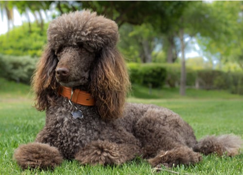 poodle german dog breed