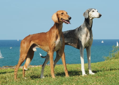 Two Saluki Breed standing in a field