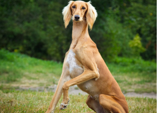 Saluki exotic dog breed