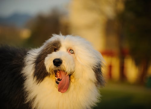 blue eyed dog old english sheepdog