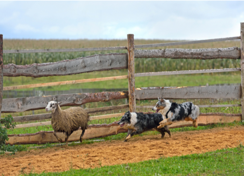 australian shepherd herding