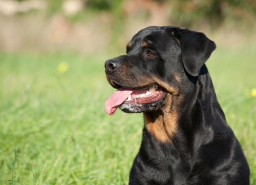 Rottweiler german dog breed