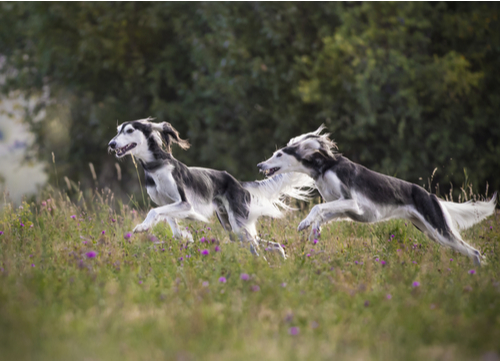 Black and white Salukis running in field