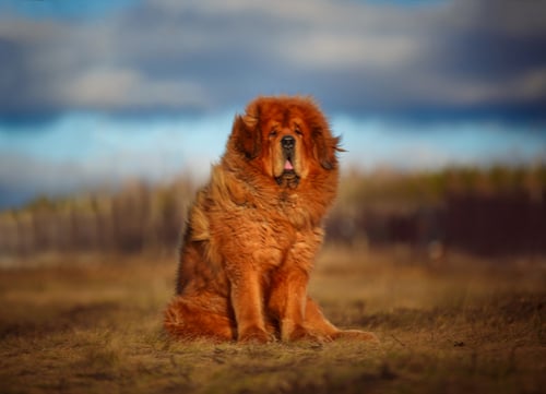 Tibetan Mastiff exotic dog breeds