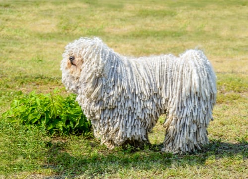 komondor standing on grass