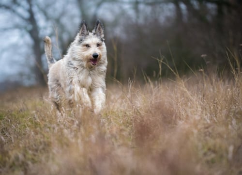 berger picard french dog breed