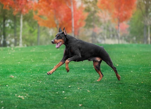 Doberman Pinscher german dog breed