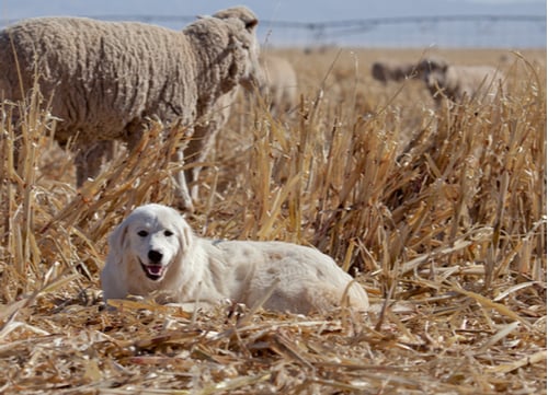 great pyrenees with sheep