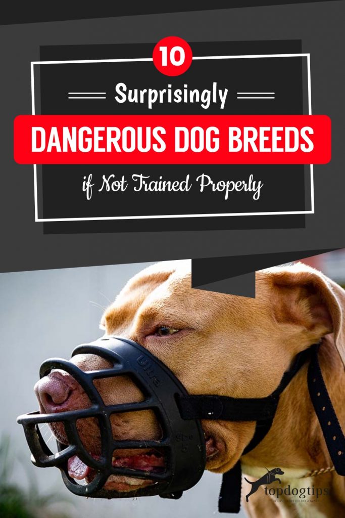 10-Surprisingly-Dangerous-Dog-Breeds-if-Not-Trained-Properly 